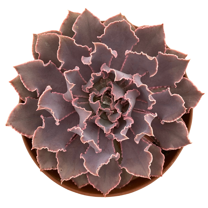 Echeveria Shaviana Pink Frills Swalmen