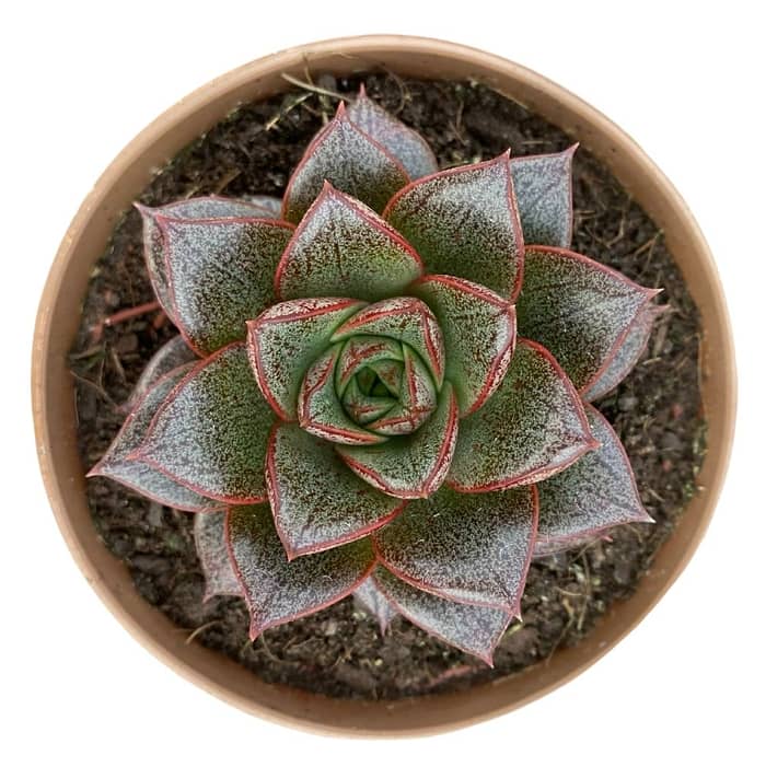 Echeveria Dionysos Swalmen