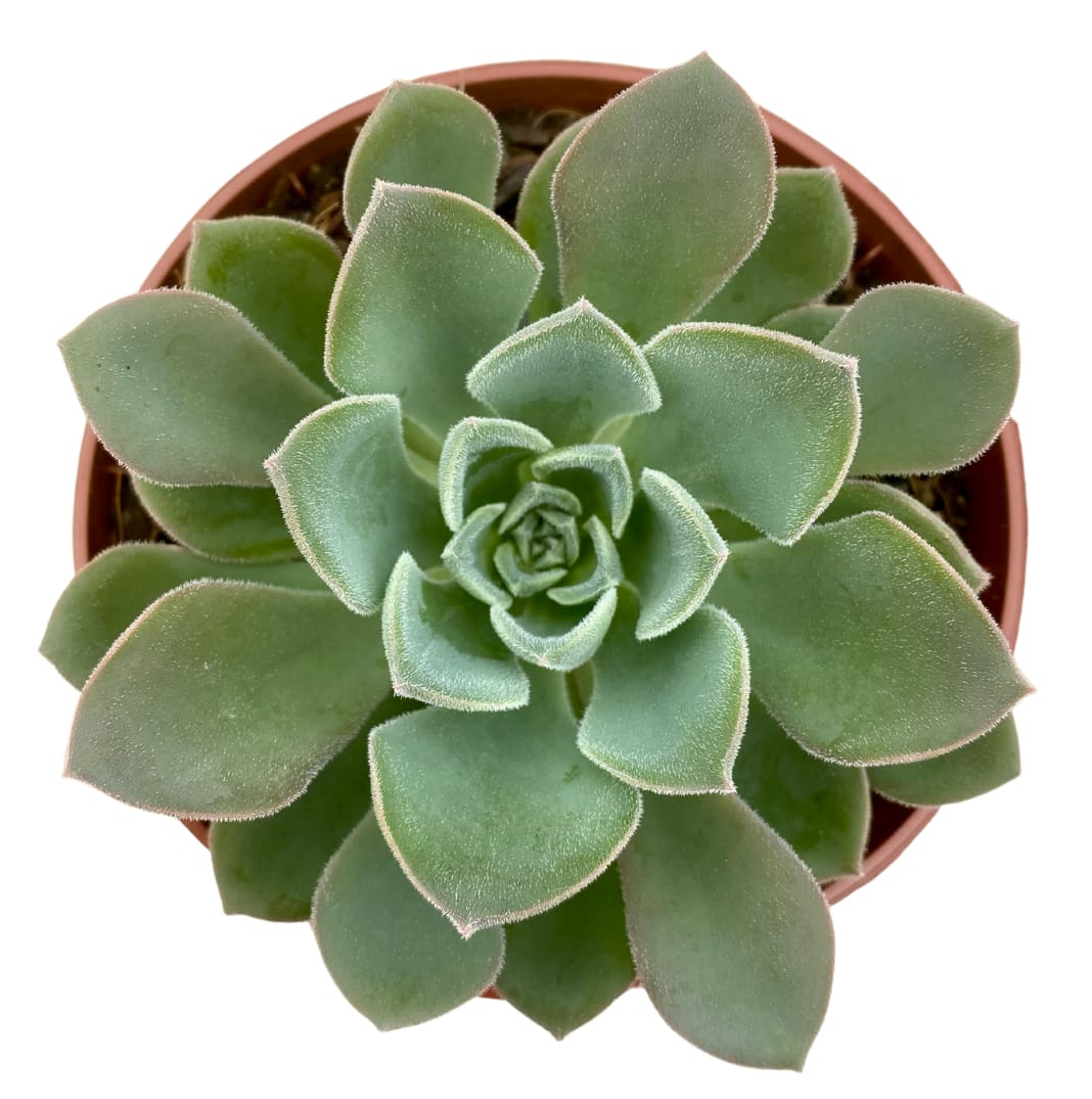 Echeveria Paula Swalmen