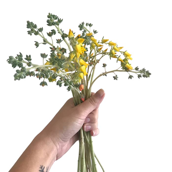 Mão segurando ramo de flores de suculentas